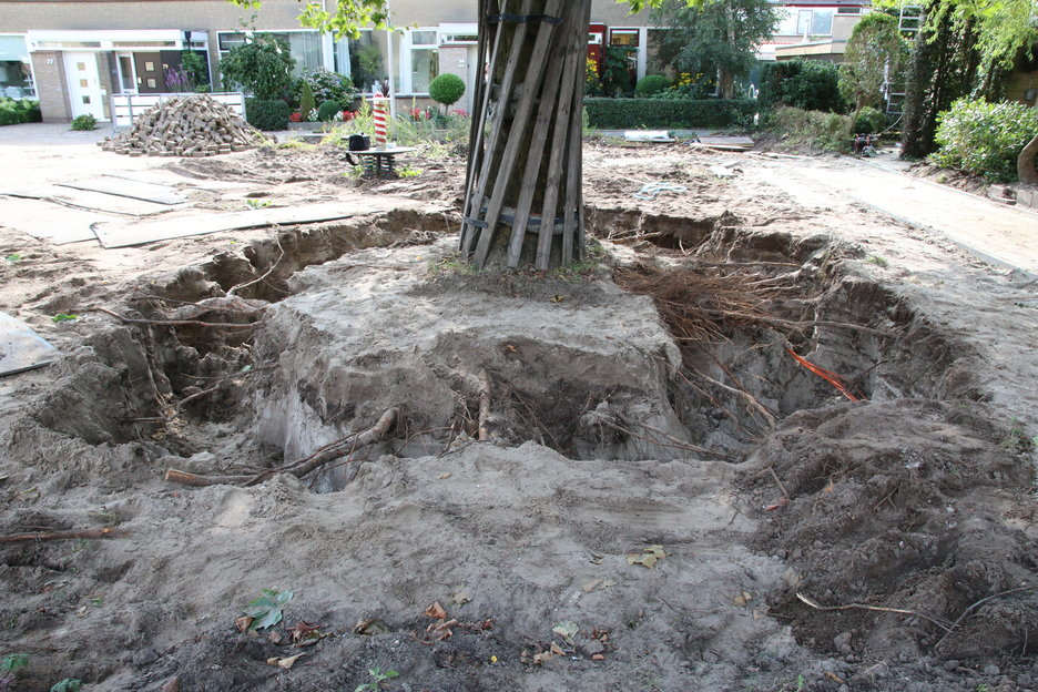 Boomverzorging: Boomwortels en kabels vrijzuigen zonder schade