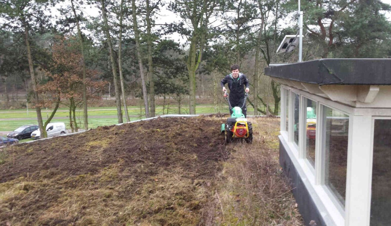 Sedum wegzuigen Beerze Bulten